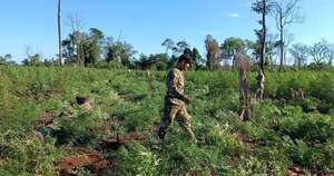 Diario HOY | Inicia operativo contra bandas criminales que deforestan el Parque Nacional Caazapá