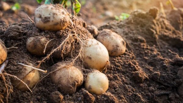 Papas en San Pedro: buscan expandir cultivo hacia el norte del país (producción se concentra en Paraguarí y Caaguazú)