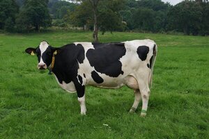 Ocupantes de un automóvil sobreviven tras chocar por una vaca suelta sobre la ruta PY08 - Radio Imperio 106.7 FM