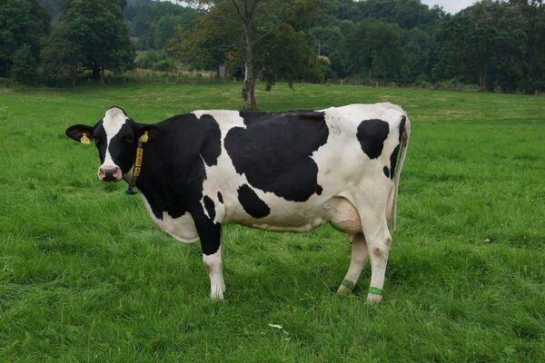 Bella Vista: Ocupantes de un automóvil sobreviven tras chocar por una vaca suelta sobre la ruta PY08