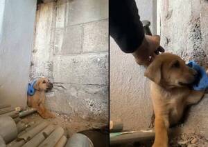 El héroe de un “peludito cachorrón”: rescató a un firulaicito atrapado entre dos paredes
