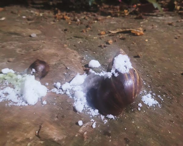 Los caracoles africanos siguen apareciendo en barrios de CDE - La Clave