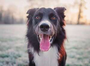 Perros: así usan su lengua para controlar la temperatura corporal - Mascotas - ABC Color