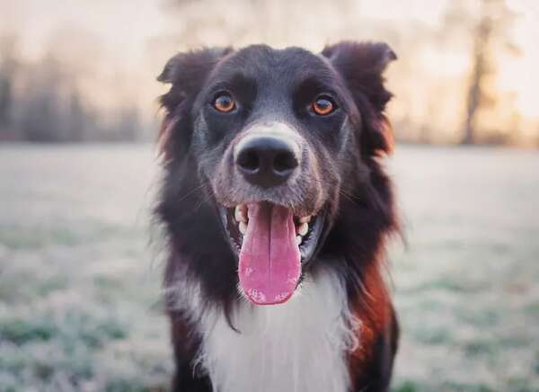 Perros: así usan su lengua para controlar la temperatura corporal - Mascotas - ABC Color