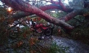 Árbol cae sobre motociclista en Cambyretá – Prensa 5