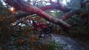Árbol cae sobre motociclista en Cambyretá
