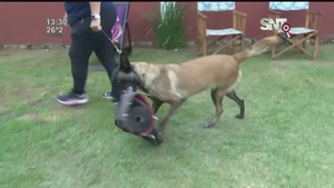 Así se adiestra a los perros de defensa - SNT