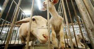 La Nación / Sector ovino reporta buenas perspectivas para lograr exportación de carne