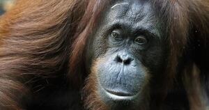 La Nación / Insólito: orangután silvestre preparó su propio ungüento para curarse una herida