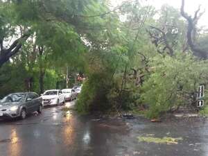 Imponente árbol cayó, soltó cables y afecta tránsito en calle Alas Paraguayas  - Nacionales - ABC Color