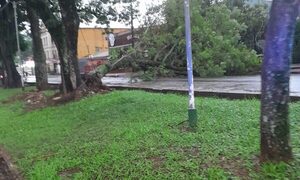 Árbol caído obstruye el paso en concurrida avenida