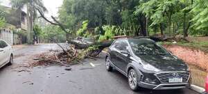 Asunción: reportan tres árboles caídos tras las tormentas de anoche - Nacionales - ABC Color