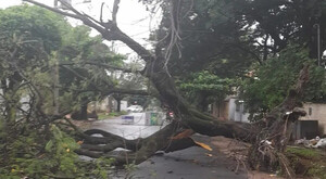 Autoridades municipales trabajan en despeje de al menos tres árboles caídos en Asunción