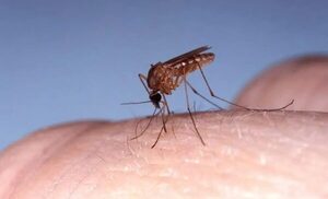 OROPOUCHE, un nuevo virus transmitido por mosquito que acecha al país