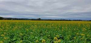 Lluvia le viene bien al campo, por el cultivo de invierno - ABC en el Este - ABC Color