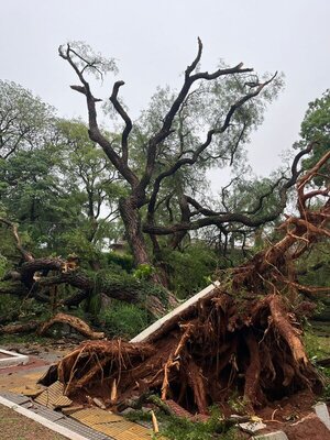 Asunción: por lo menos 6 árboles cayeron durante tormenta de anoche