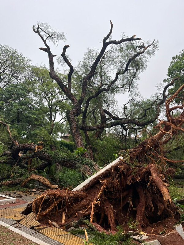 Asunción: por lo menos 6 árboles cayeron durante tormenta de anoche