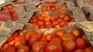 A pesar de leve baja, el precio del tomate sigue por las nubes