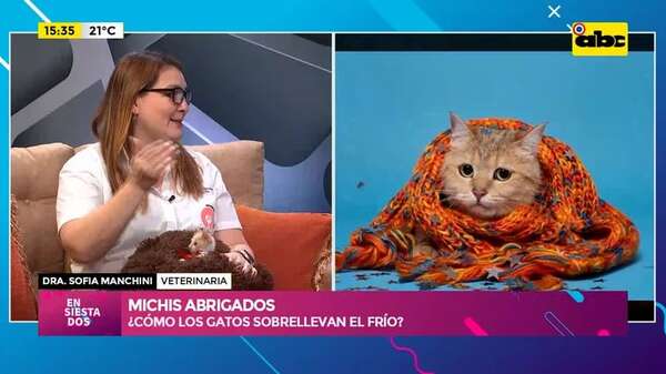 El frío y los gatos: abrigos ¿Si o no? - Ensiestados - ABC Color