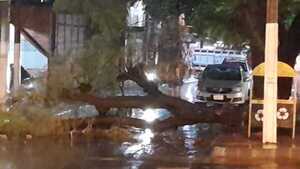 AUDIO: Temporal dejó a su paso varios árboles caídos - San Lorenzo Hoy