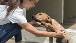 Tenencia responsable de mascotas: Adoptar no es solo sensibilidad - Mascotas - ABC Color