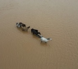 Intensas lluvias dejan más de 35 muertos en Brasil - Paraguay.com