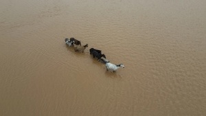 Brasil: Intensas lluvias dejan más de 35 muertos y casi un centenar de desaparecidos - Noticias Paraguay