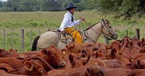 La Nación / Lluvias impactan en inicio de venta de ganado en Ñeembucú