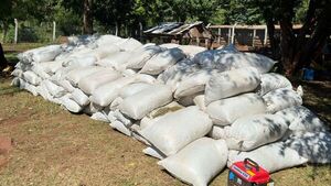 Amambay: Incautan más de 5 toneladas de marihuana y armas en Cerro Corá