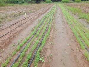 Denuncian que entrega tardía de semilla repercute en la germinación de cebolla en Ybytymí - Economía - ABC Color
