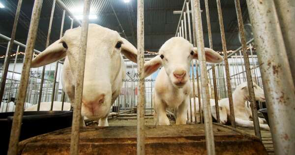 La Nación / Sector ovino diseña estrategias para impulsar producción y lograr exportar carne