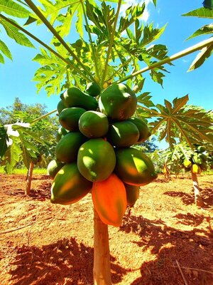 Mamón orgánico: una dulce apuesta por la agricultura sustentable en Acahay - .::Agencia IP::.
