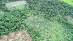La expansión de los cultivos de marihuana amenaza un bosque megadiverso en Paraguay