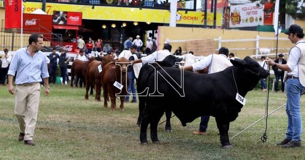 La Nación / Mañana inicia Congreso AL Brangus que expondrá eficiencia y rentabilidad ganadera