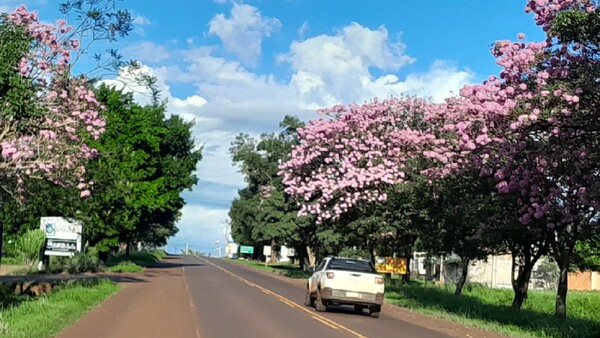 Colonias Unidas: La floración del tajy impone un contraste a la inseguridad