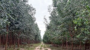 Familias productoras encabezan reforestación en el Sur