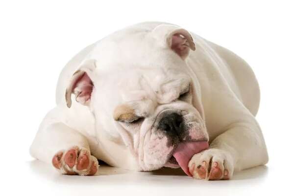 Mascotas: ¿Por qué los perros se lamen las patas? - Mascotas - ABC Color