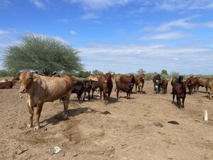 El hato ganadero en Paraguay se mantiene estable en los últimos dos años