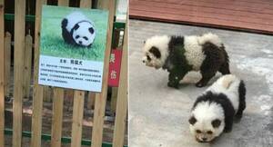 [VIDEO] Mi psicólogo: “Los osos pandas no ladrán”; en el zoológico en China… ¡guau!