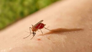 Salud activa alerta ante casos de oropouche en Brasil, infección parecida al dengue