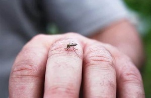 Oropouche es parecido al dengue y puede aparecer en el país, en cualquier momento - ADN Digital