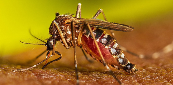 Paraguay alcanza los 1.561 casos confirmados de dengue las 煤ltimas tres semanas - Revista PLUS