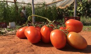 Condiciones climáticas afectaron a cerca del 90% de la producción de tomate