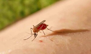 Salud insta a estar alertas ante casos de oropouche en Brasil, infección parecida al dengue – Prensa 5