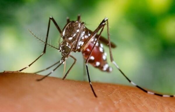 Reportan disminución de casos de dengue