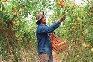 Productor de tomate vende entre G. 9.000 y G. 10.000 por kilo a proveedores - Economía - ABC Color