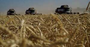 La Nación / Arranca la siembra de trigo con buenas perspectivas de producción