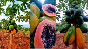 Mamón red lady orgánico: cultivo de 700 plantas resulta rentable en Caraguataymi