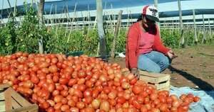 La Nación / Cosecha local del tomate fue afectada en un 90 %