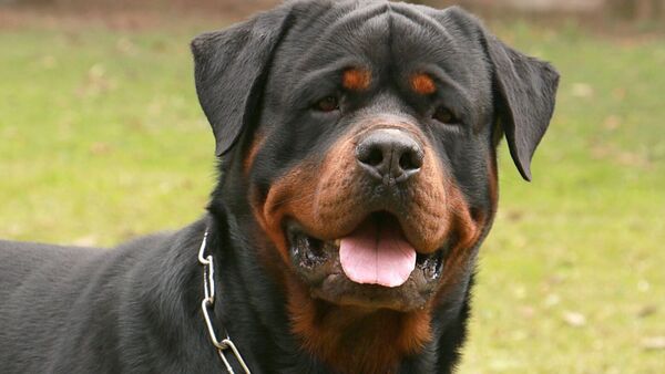 Una mujer está hospitalizada tras ser atacada por un rottweiler en Asunción